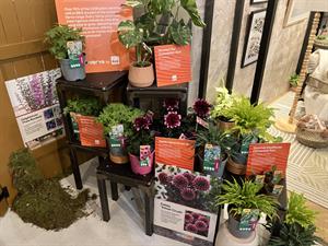 B&Q Verve own brand plants
